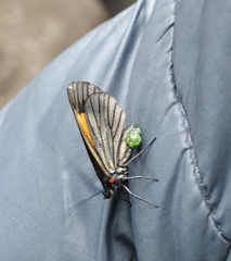 Sangalopsis microleuca