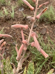 Aloe transvaalensis