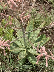 Aloe transvaalensis