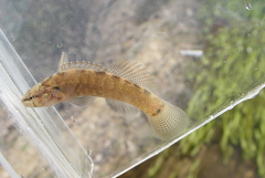 Etheostoma corona