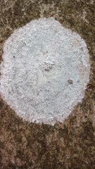 Pertusaria leioplaca