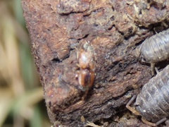 Aeolus mellillus