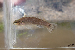 Etheostoma corona