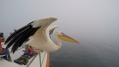 Pelecanus onocrotalus