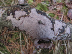 Corticium roseocarneum