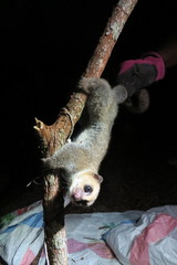 Cheirogaleus