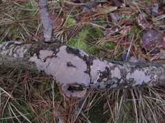 Corticium roseocarneum