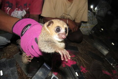 Cheirogaleus