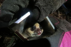 Cheirogaleus