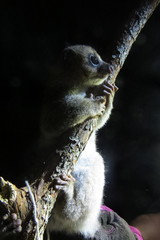 Cheirogaleus