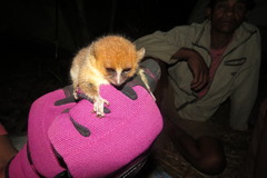 Microcebus rufus