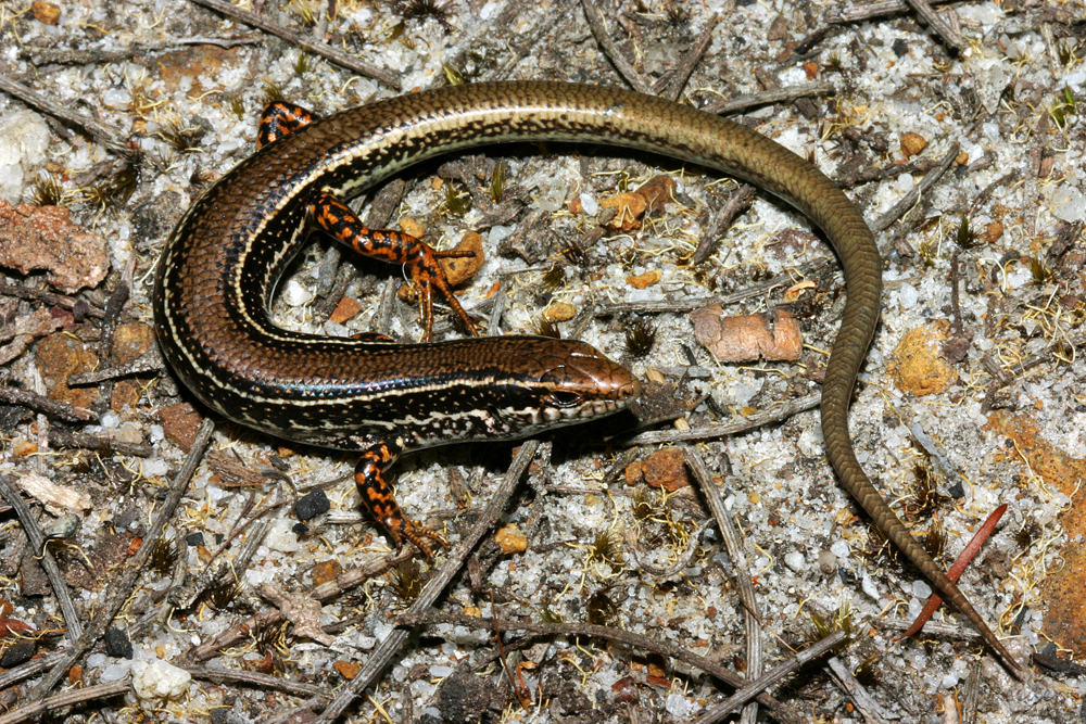 Common Southwest Ctenotus (Ctenotus labillardieri)