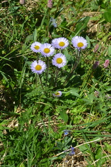 Erigeron thunbergii