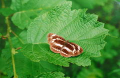 Neptis andetria