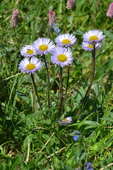 Erigeron thunbergii
