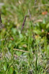Calamagrostis sesquiflora