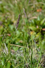 Calamagrostis sesquiflora