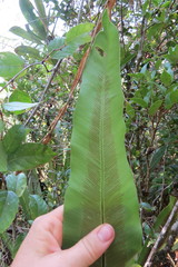 Thamnopteris
