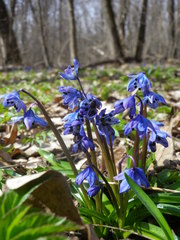 Antherospora scillae