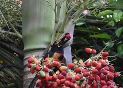 Pteroglossus torquatus