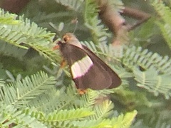 Coeliades forestan forestan