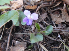 Viola alba dehnhardtii