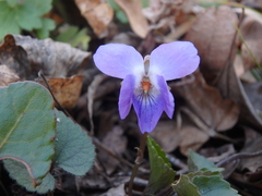 Viola alba dehnhardtii