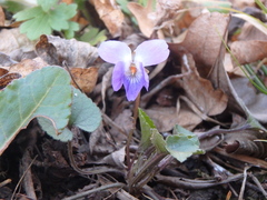 Viola alba dehnhardtii