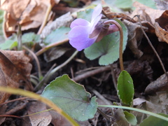 Viola alba dehnhardtii