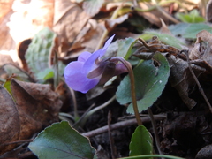 Viola alba dehnhardtii