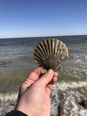 Chesapecten