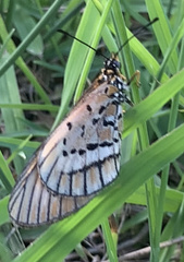 Acraea rahira