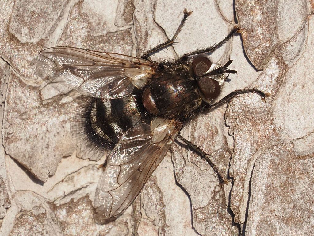 Panzeria puparum