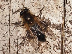 Brachypalpus valgus