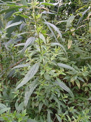 Urtica galeopsifolia
