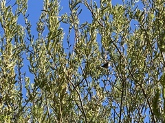 Zonotrichia leucophrys