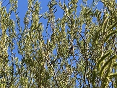 Zonotrichia leucophrys