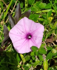 Ipomoea setifera