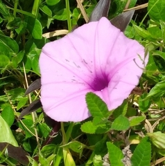 Ipomoea setifera