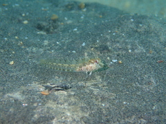 Parablennius incognitus