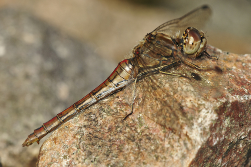 Vagrant Darter