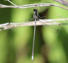 Chlorolestes draconicus