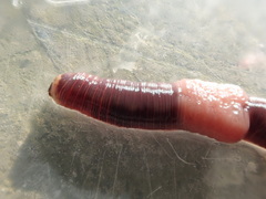 Lumbricus rubellus