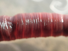 Lumbricus rubellus