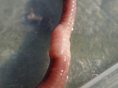 Lumbricus rubellus