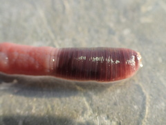 Lumbricus rubellus