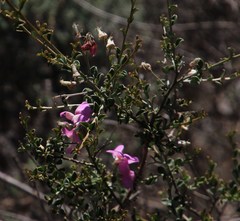 Podalyria microphylla