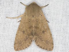 Orthosia pacifica