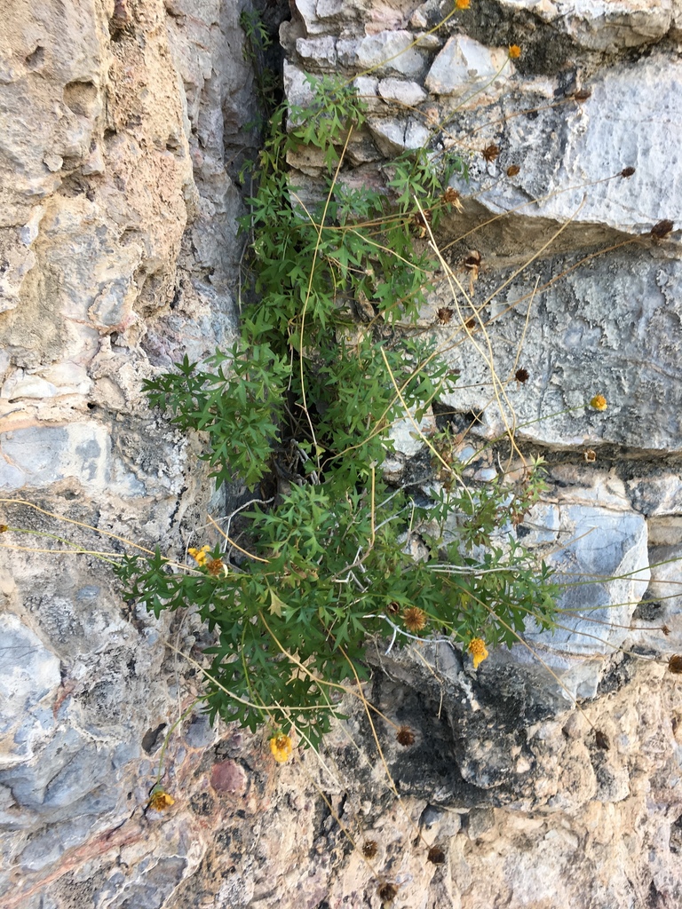 Henricksonia