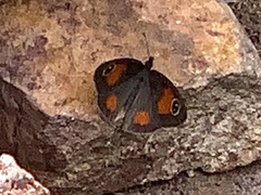 Stygionympha wichgrafi